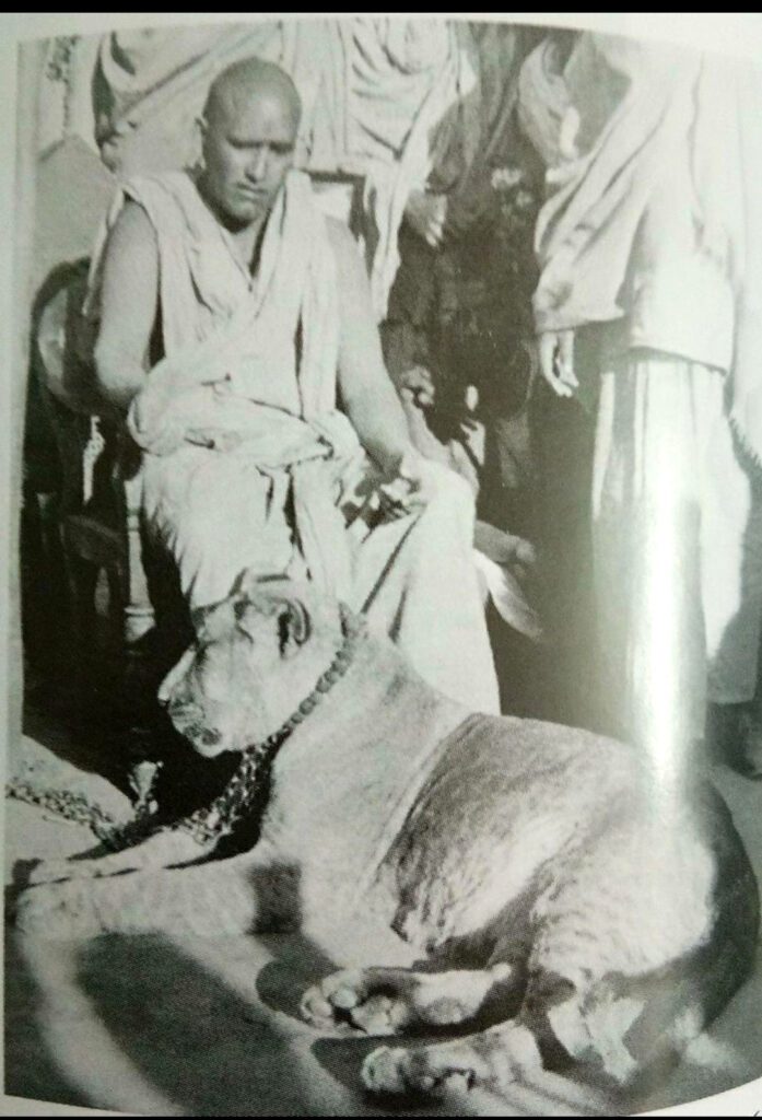 पालतू शेरनी 1003381325